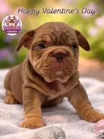 Mannie Fresh, a male French Bulldog for sale in Austin, TX – Photo 3 of 4