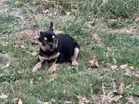 Escobar , a male French Bulldog for sale in Austin, TX – Photo 3 of 3