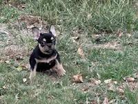 Escobar , a male French Bulldog for sale in Austin, TX – Photo 1 of 3