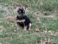 Escobar , a male French Bulldog for sale in Austin, TX – Photo 2 of 3
