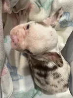 Cupid, a male French Bulldog for sale in Austin, TX – Photo 2 of 8