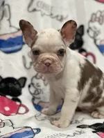Cupid, a male French Bulldog for sale in Austin, TX – Photo 6 of 8