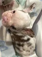 Cupid, a male French Bulldog for sale in Austin, TX – Photo 4 of 8