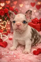 Cupid, a male French Bulldog for sale in Austin, TX – Photo 7 of 8