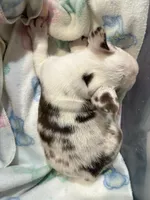 Cupid, a male French Bulldog for sale in Austin, TX – Photo 3 of 8