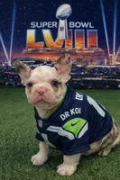 Cupid, a male French Bulldog for sale in Austin, TX – Photo 8 of 8