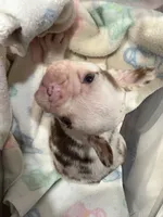 Cupid, a male French Bulldog for sale in Austin, TX – Photo 5 of 8