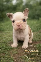 Cupid, a male French Bulldog for sale in Austin, TX – Photo 1 of 8