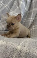 processed/cccf013d-ba7d-4103-839d-ef5618266f03/listing/f5e00b9a-f9a6-4447-b657-c125e767869e/4c92e77c-eb52-496d-8dba-033d62b0877c