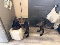 Thor, a male German Shepherd Dog and Great Pyrenees for sale in Boonville, MO – Photo 2 of 4