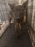 Thor, a male German Shepherd Dog and Great Pyrenees for sale in Boonville, MO – Photo 3 of 4