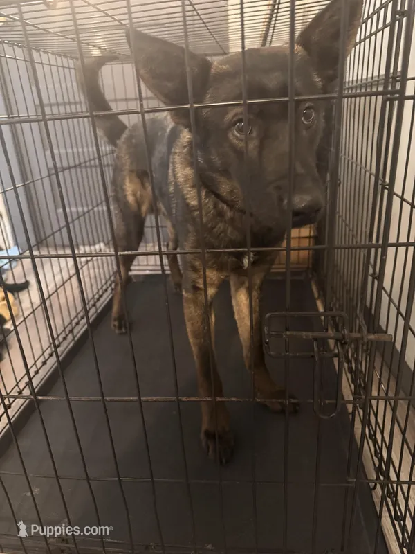 Thor – German Shepherd Dog, Great Pyrenees puppy for sale in Boonville, MO