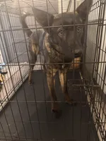 Thor, a male German Shepherd Dog and Great Pyrenees for sale in Boonville, MO – Photo 1 of 4