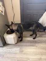 Thor, a male German Shepherd Dog and Great Pyrenees for sale in Boonville, MO – Photo 4 of 4