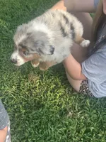 Play Boy, a male Australian Shepherd for sale in Hildebran, NC – 4 of 4