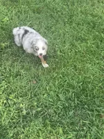 Play Boy, a male Australian Shepherd for sale in Hildebran, NC – 3 of 4
