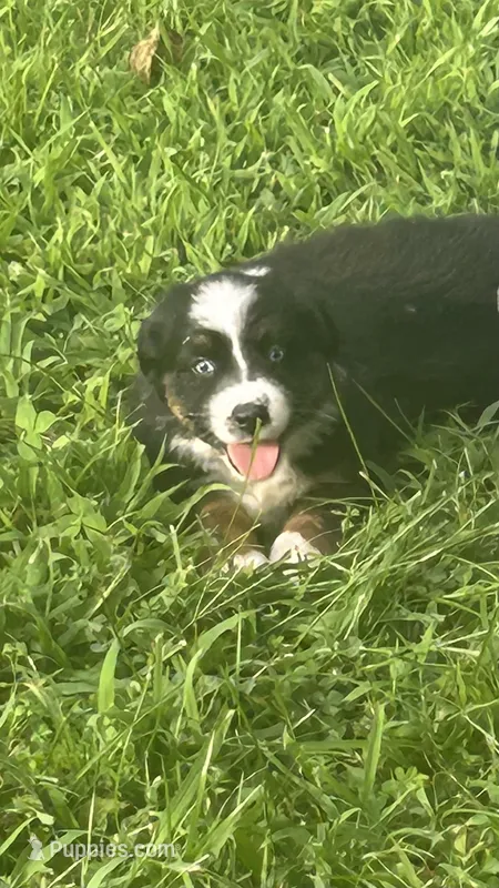 Pepper – Australian Shepherd puppy for sale in Hildebran, NC