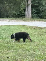 Black Diamond , a male Australian Shepherd for sale in Hildebran, NC – 3 of 9