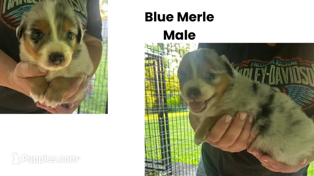 Choco – Australian Shepherd puppy for sale in Hildebran, NC