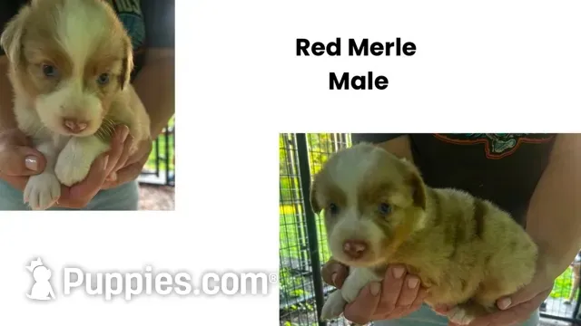  Be still my heart , a male Australian Shepherd for sale in Hildebran, NC – 2 of 3