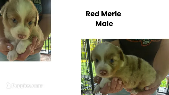 Red Merle Male – Australian Shepherd puppy for sale in Hildebran, NC