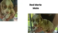 Red Merle Male, a male Australian Shepherd for sale in Hildebran, NC – 1 of 1
