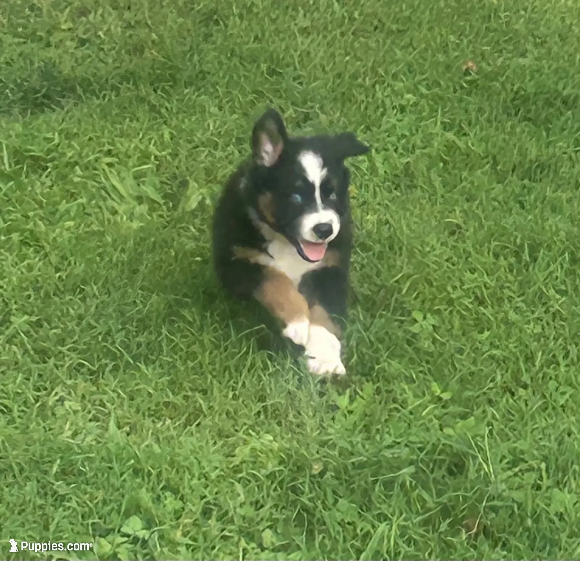 Black Diamond , a male Australian Shepherd for sale in Hildebran, NC – 2 of 9