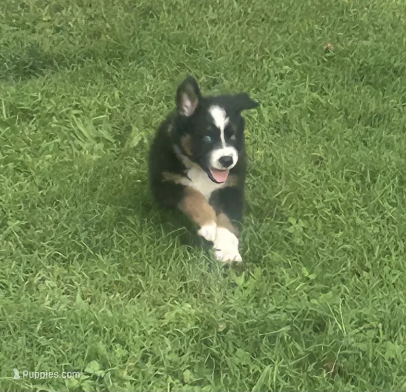 Blackie – Australian Shepherd puppy for sale in Hildebran, NC