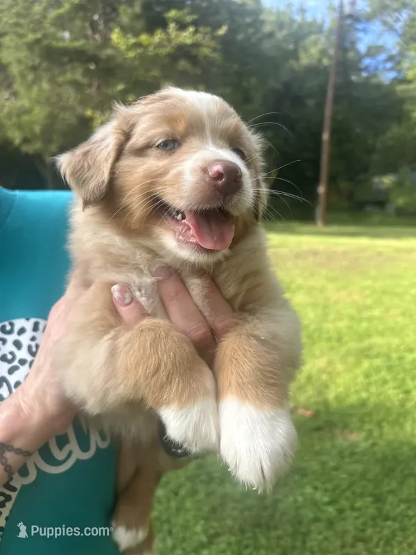  Be still my heart  – Australian Shepherd puppy for sale in Hildebran, NC