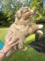  Be still my heart , a male Australian Shepherd for sale in Hildebran, NC – 3 of 3