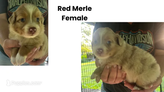 Precious – Australian Shepherd puppy for sale in Hildebran, NC