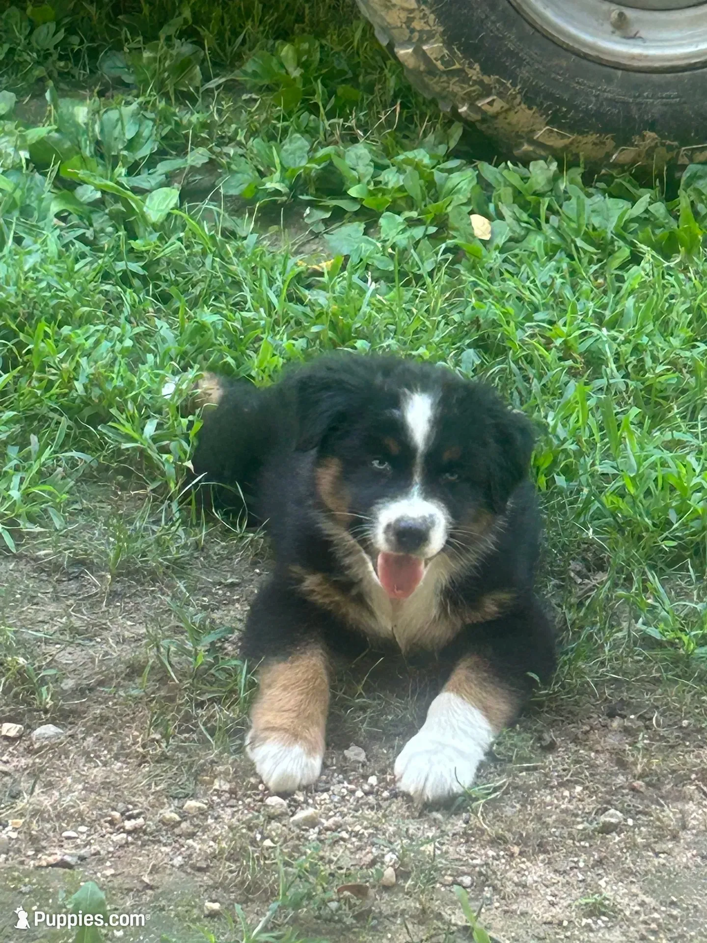 Black Diamond , a male Australian Shepherd for sale in Hildebran, NC – 9 of 9