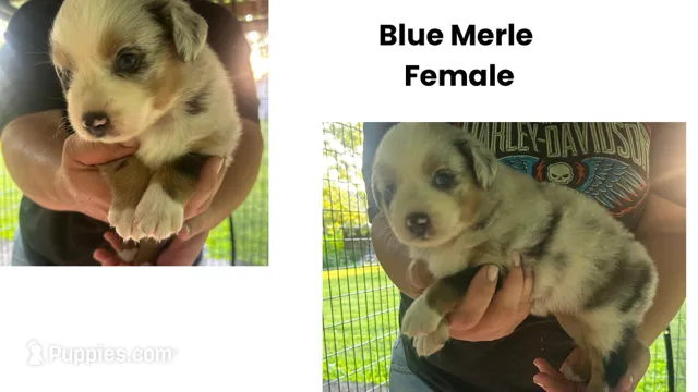 Alexis – Australian Shepherd puppy for sale in Hildebran, NC