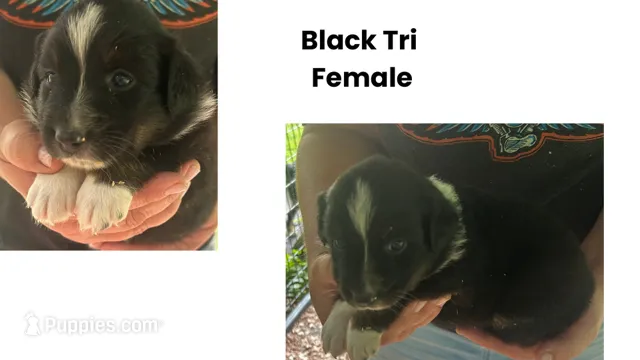 Pepper – Australian Shepherd puppy for sale in Hildebran, NC