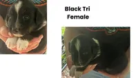 Pepper, a female Australian Shepherd for sale in Hildebran, NC – 1 of 1