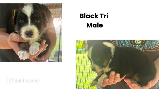Blackie – Australian Shepherd puppy for sale in Hildebran, NC