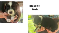 Blackie, a male Australian Shepherd for sale in Hildebran, NC – 1 of 1