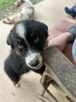 Black Diamond , a male Australian Shepherd for sale in Hildebran, NC – 7 of 9