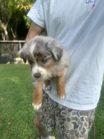 Play Boy, a male Australian Shepherd for sale in Hildebran, NC – 1 of 4