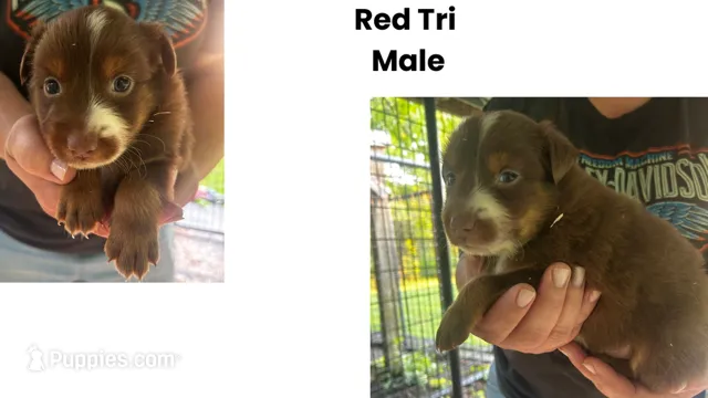 Little Red – Australian Shepherd puppy for sale in Hildebran, NC