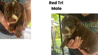 Little Red, a male Australian Shepherd for sale in Hildebran, NC – 1 of 1