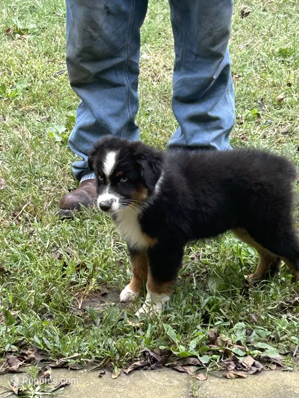 Black Diamond  – Australian Shepherd puppy for sale in Hildebran, NC