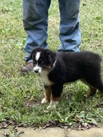 Black Diamond , a male Australian Shepherd for sale in Hildebran, NC – 1 of 9