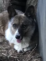 Brilee, a female Cardigan Welsh Corgi and Pembroke Welsh Corgi for sale in Whitesboro, TX – 2 of 5