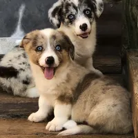 Zsa Zsa, a female Cardigan Welsh Corgi and Pembroke Welsh Corgi for sale in Whitesboro, TX – Photo 2 of 2