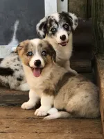 Zsa Zsa, a female Cardigan Welsh Corgi and Pembroke Welsh Corgi for sale in Whitesboro, TX – Photo 2 of 2