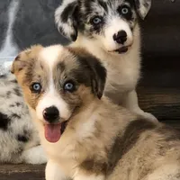 Zsa Zsa, a female Cardigan Welsh Corgi and Pembroke Welsh Corgi for sale in Whitesboro, TX – Photo 1 of 2