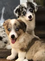 Zsa Zsa, a female Cardigan Welsh Corgi and Pembroke Welsh Corgi for sale in Whitesboro, TX – Photo 1 of 2