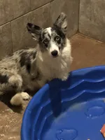 Zelda, a female Cardigan Welsh Corgi and Pembroke Welsh Corgi for sale in Whitesboro, TX – 6 of 6