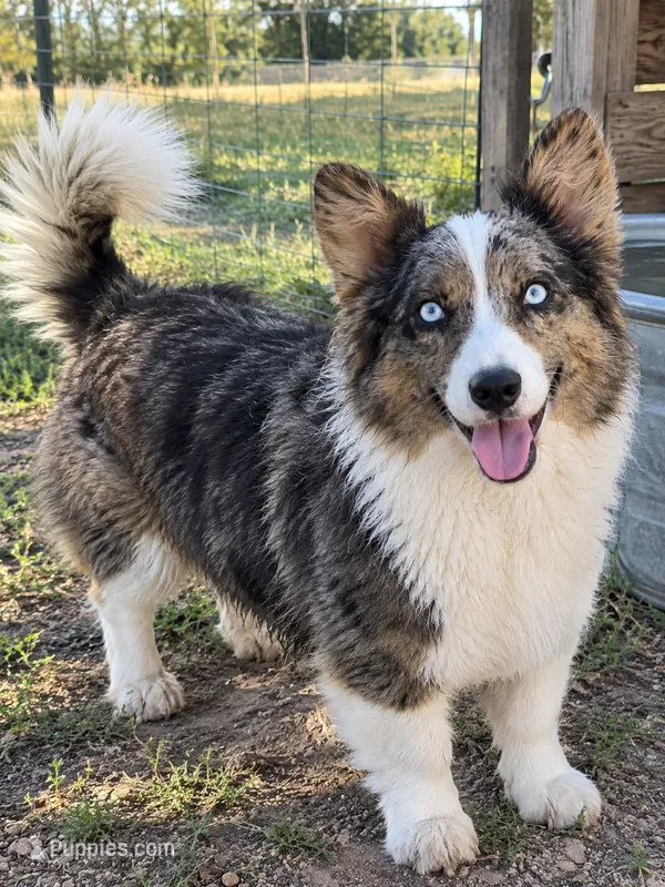 Zsa Zsa – Cardigan Welsh Corgi, Pembroke Welsh Corgi puppy for sale in Whitesboro, TX